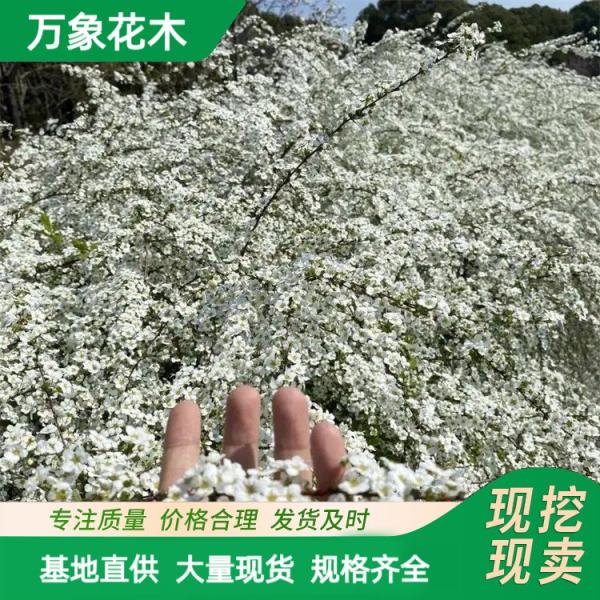 珍珠绣线球喷雪花