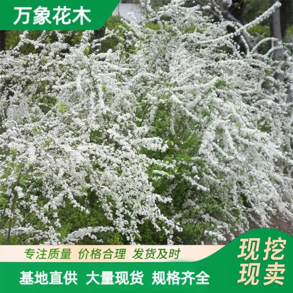 珍珠绣线球喷雪花