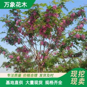 苗圃供应香花槐 庭院绿化造景配植观赏苗 市政工程改造苗