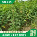 萬(wàn)象花木 黃連木 園林綠化工程苗 城市風(fēng)景綠化樹