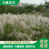 萬象花木出售 南荻苗圃 公園池塘水體綠化工程