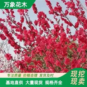 万象花木出售洒金碧桃 花色奇特 风景园林 庭院绿化观景树