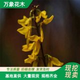 苗圃供應(yīng) 金種花 庭院綠植小花苗 根系發(fā)達 易成活 抗污染