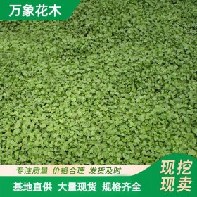 马蹄金 室内阳台垂吊观叶植物多年生室内盆栽 马蹄金苗