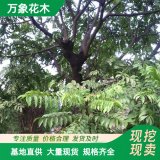 萬象花木出售 香椿樹、香鈴子苗 適應(yīng)性強(qiáng) 園林綠化優(yōu)選樹種