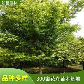 供應(yīng)雞爪槭樹苗 公園造景綠化工程苗 景區(qū)道路觀賞彩葉樹