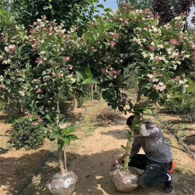 基地供應(yīng)別墅小區(qū)綠化苗木 園林觀賞植物五彩錦帶花