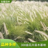 狼尾草苗 市政園林綠化景觀狗尾巴草 護(hù)坡觀賞草