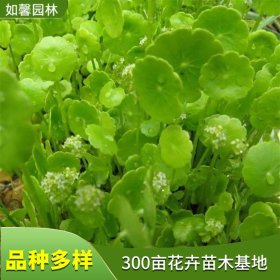 苗圃出售铜钱草 水培植物水养花卉土培积雪草