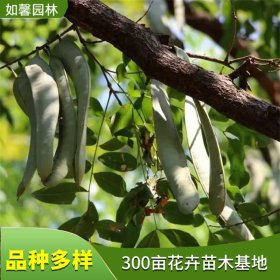 大量供应观赏庭荫树皂角 1-5年皂角树 园林造景行道树