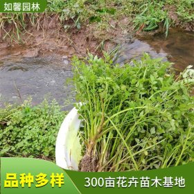 多年生草本植物水芹菜 耐寒耐涝 公园河道湿地绿化苗