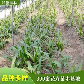 基地出售白芨小苗 室内外盆栽 园林庭院观赏绿化植物