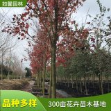 苗圃新優(yōu)品種出售紅花槭 白蘭地 寶號(hào) 勃艮第百麗道路種植風(fēng)景樹(shù)