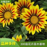 出售向日葵小苗 行道風(fēng)景區(qū)綠化 太陽花 景觀花海用花