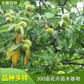 供应嫁接板栗树3-5公分 当年结果 南方北方种植水果树苗