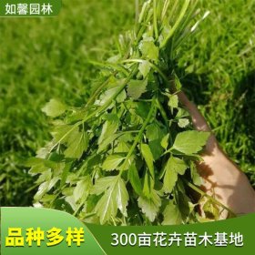 供应水芹 多年生挺水湿地绿化景观植物 四季常绿 可食用