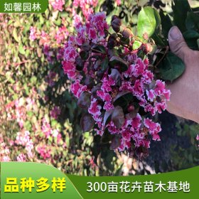 百丽矮紫薇花苗 花坛花篱栽植 园林景观观赏绿化树