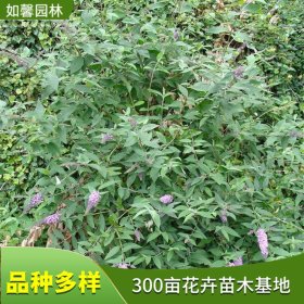 基地供应醉鱼草 城市道路生态园林景观 花坛花镜点缀绿植