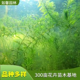 水生植物金鱼藻 水体绿化水质净化 公园湿地沉水植物