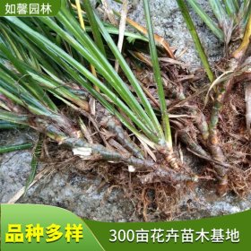 苗圃出售金线石菖蒲 湿地绿化观赏彩叶植物 水质净化