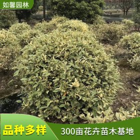 出售金边胡颓子球 盆景造型球 园林庭院绿化美化植物