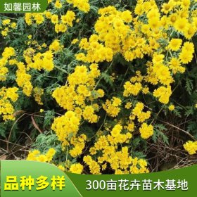 基地供应野菊花 庭院小区道路绿化花苗 黄色花海