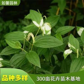 基地供应水生植物三白草 公园水体湿地绿化 塘边藕