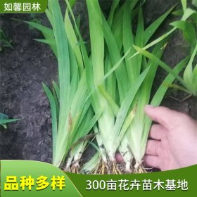 基地供应多年生草本植物射干 园林观赏 湿地水体绿化