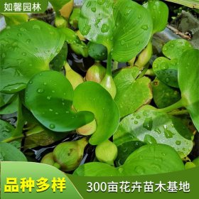 观赏水生植物凤眼莲 水质净化 园林水景造景材料 凤眼蓝