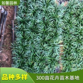 基地出售玉龙草 花园庭院造景植物 花坛花镜别墅草坪绿化