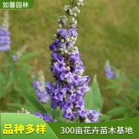 穗花牡荆 庭院道路绿化 园林花海观赏花卉植物