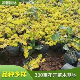 出售地被植物金叶过路黄 园林色块绿篱 隔离带绿化