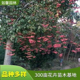 苗圃出售金丝吊蝴蝶 庭院种植观赏风景树 道路园林绿化工程苗木