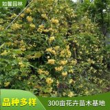 苗圃出售木香花 規(guī)格多樣園林庭院棚架種植綠化觀賞苗