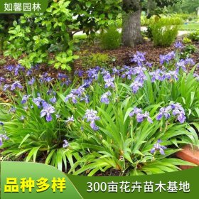 基地供应鸢尾花苗 水体湿地绿化 园林观赏水生花卉植物