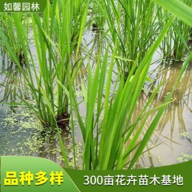 出售茭白 净化水质 公园河道湿地水体绿化植物