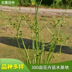 多年生草本植物莎草 生态池丛植观赏草 室内装饰美化