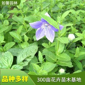 桔梗 多年生草本植物 四季开花 庭院绿化观赏花卉