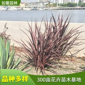 苗圃出售红巨人朱蕉 室内装饰盆栽 园林别墅观叶地栽植物