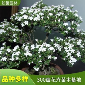 庭院盆栽观赏植物六月雪 室内美化 花坛花镜绿篱布置