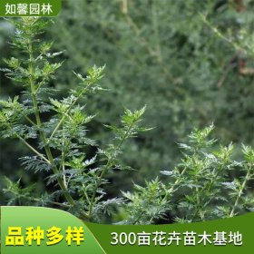 基地供应草本植物青蒿 可食用 青蒿小苗 规格齐全