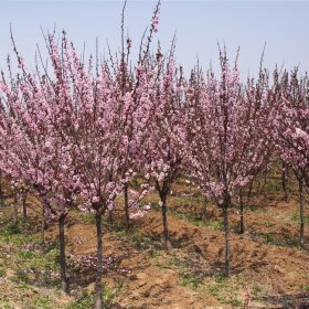 供应5-6公分美人梅树苗 庭院小区观赏性风景树 基地批发各种梅花