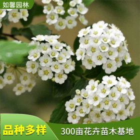 出售柔毛绣线菊 庭院别墅小区绿化 园林绿篱 花坛花镜装饰苗木