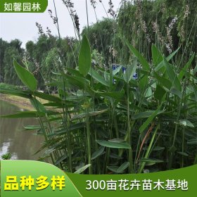 水生花卉水竹芋 水池湿地美化观赏 水景绿化植物