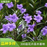 矮生翠芦莉园林景观道路地被绿化植物 花坛花镜布置