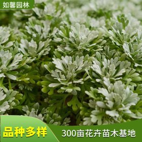 盆栽观赏植物芙蓉菊 花坛花镜绿化 公园地栽观叶植物