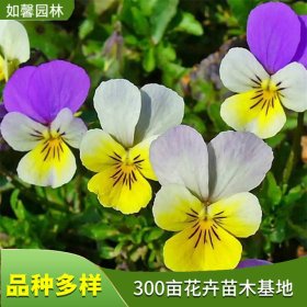 出售多年生草本植物三色堇 花坛花镜布置 庭院绿化花卉