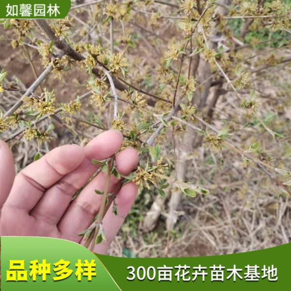 欧洲山茱萸萸山茱萸价格