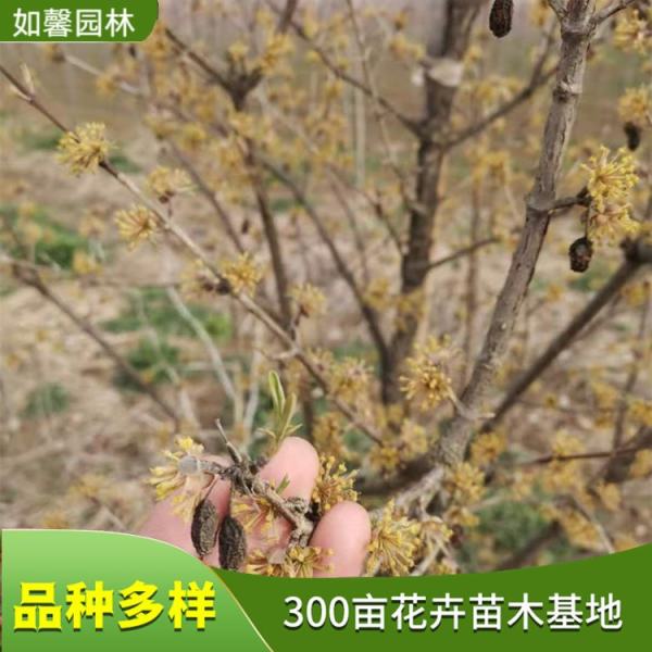 欧洲山茱萸萸山茱萸价格