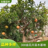 出售果石榴樹苗園林盆栽地栽苗 庭院綠化觀賞可食用果樹